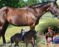 ability-percheron-horse