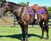 burro-percheron-horse