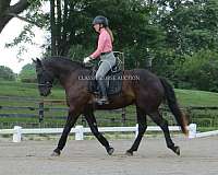 buy-now-percheron-horse