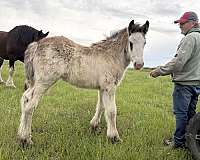 clydesdale-horse-for-sale