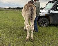 clydesdale-horse