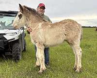 clydesdale-colt