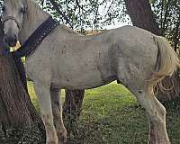 percheron-horse