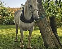 kid-safe-percheron-horse