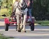 draft-percheron-horse