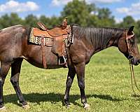 blue-boy-mare