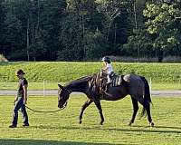treasured-horse