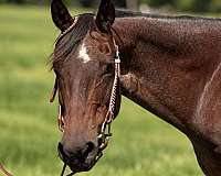 and-temperament-mare