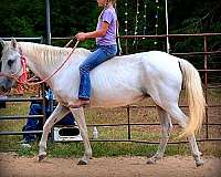 smooth-gaited-horse-paso-fino