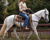 gentle-mare-paso-fino-horse