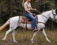 grey-mare-paso-fino-horse
