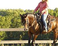 ridden-english-warmblood-horse