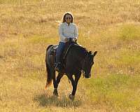 ridden-western-warmblood-horse
