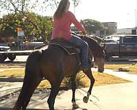 trail-riding-warmblood-horse