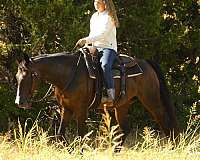 trail-warmblood-horse