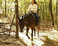 bay-warmblood-mare