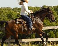trail-class-competition-warmblood-horse