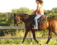 western-dressage-warmblood-horse