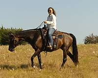 western-riding-warmblood-horse
