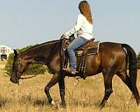 bay-dressage-horse