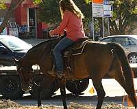 bay-ridden-english-horse