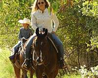 bay-ridden-western-horse