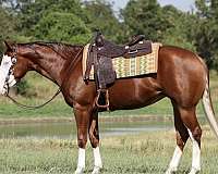 sorrel-field-tr-horse