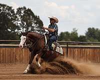 field-tr-horse