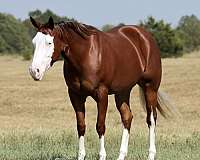 all-around-quarter-horse