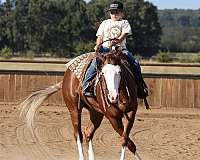 athletic-quarter-horse