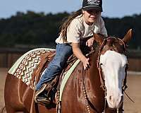 barrel-quarter-horse