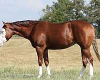 barrel-racing-quarter-horse