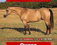 all-around-quarter-pony