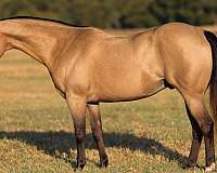 barrel-quarter-pony