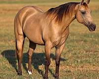 athletic-quarter-pony