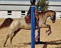 beginner-quarter-pony