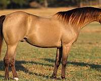 barrel-racing-quarter-pony
