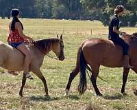 playday-quarter-pony