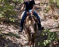 kid-safe-quarter-pony