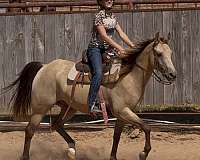 ranch-quarter-pony