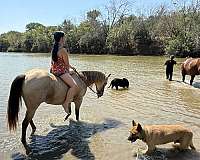 ridden-english-quarter-pony