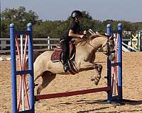 trail-quarter-pony