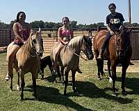 ranch-work-quarter-pony
