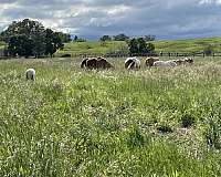 equine-properties-for-sale-in-sheridan-wy