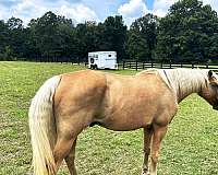 3-bedroom-equine-properties