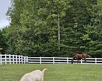 ranch-acreage-with-home