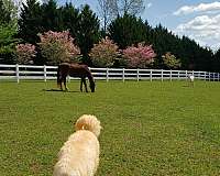 3-bedroom-equine-acreage-with-home