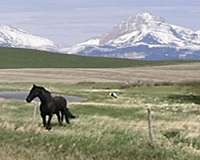 equine-horse-property-in-dupuyer-mt