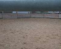 missouri-fox-trotter-equine-boarding