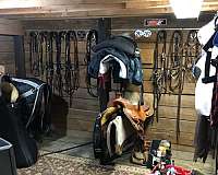 dressage-businesses-in-mccalla-al